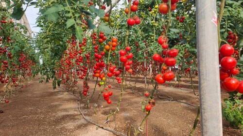 Soluciones para una agricultura más sostenible rafias y clips biodegradables y compostables I (1).jpg